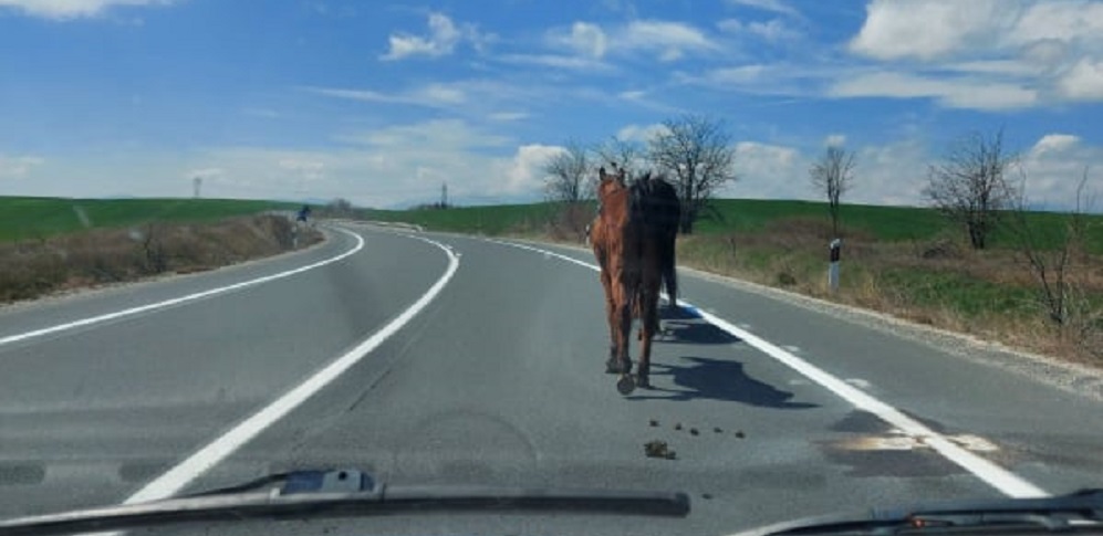 konj na patot pred Veles