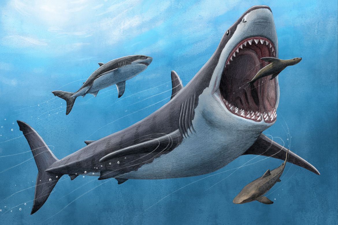 Megalodon riba