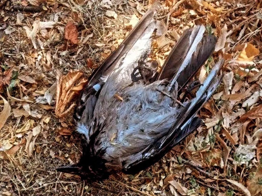 ptica zarazena